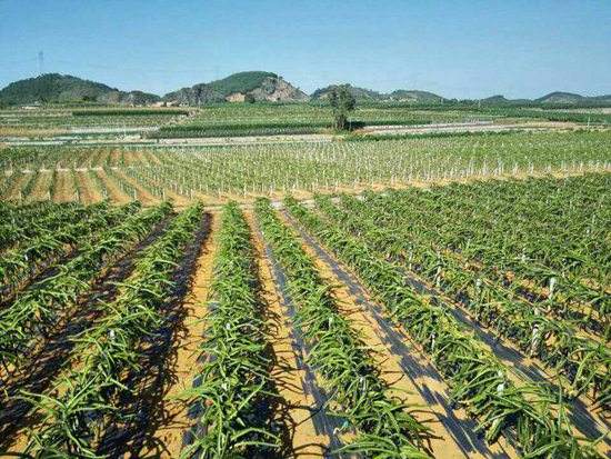 园艺地布对杂草数量、种类的影响